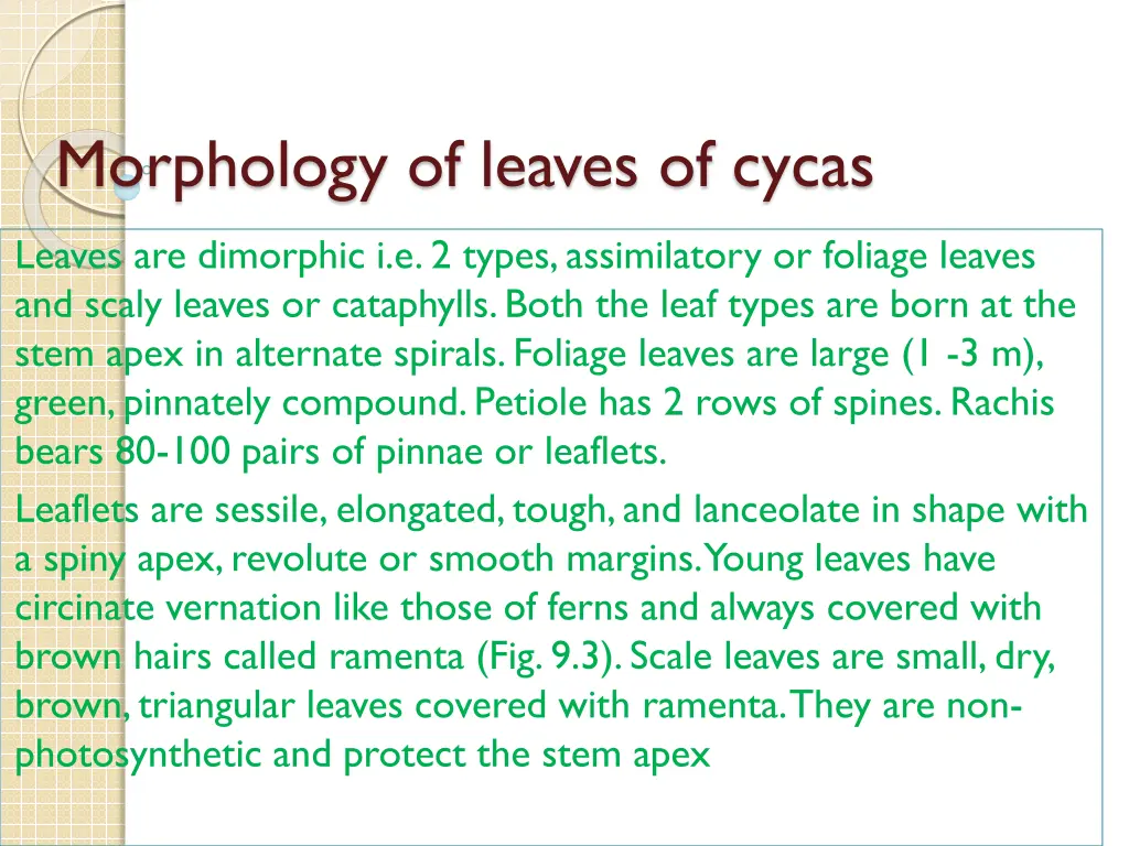 morphology of leaves of cycas