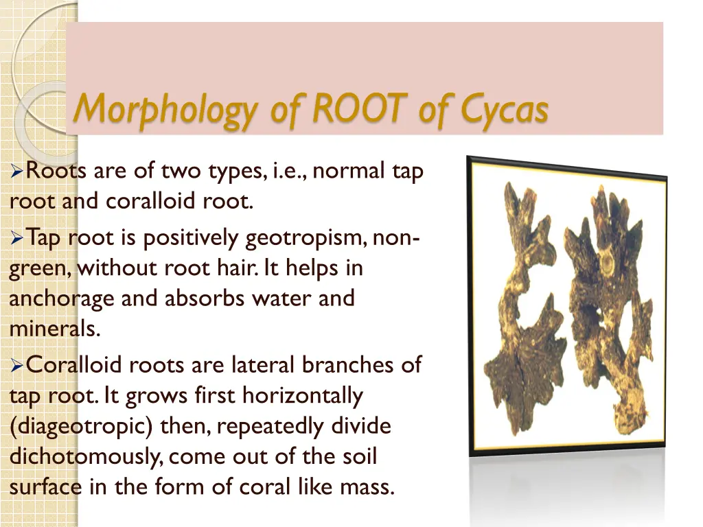 morphology of root of cycas