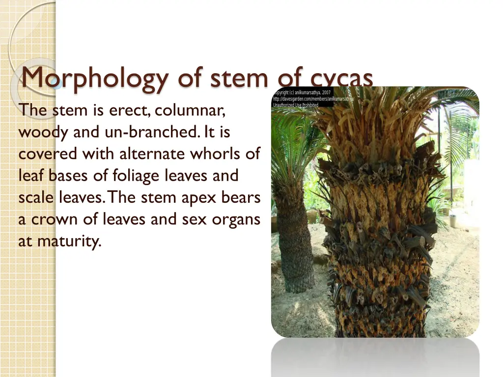 morphology of stem of cycas the stem is erect