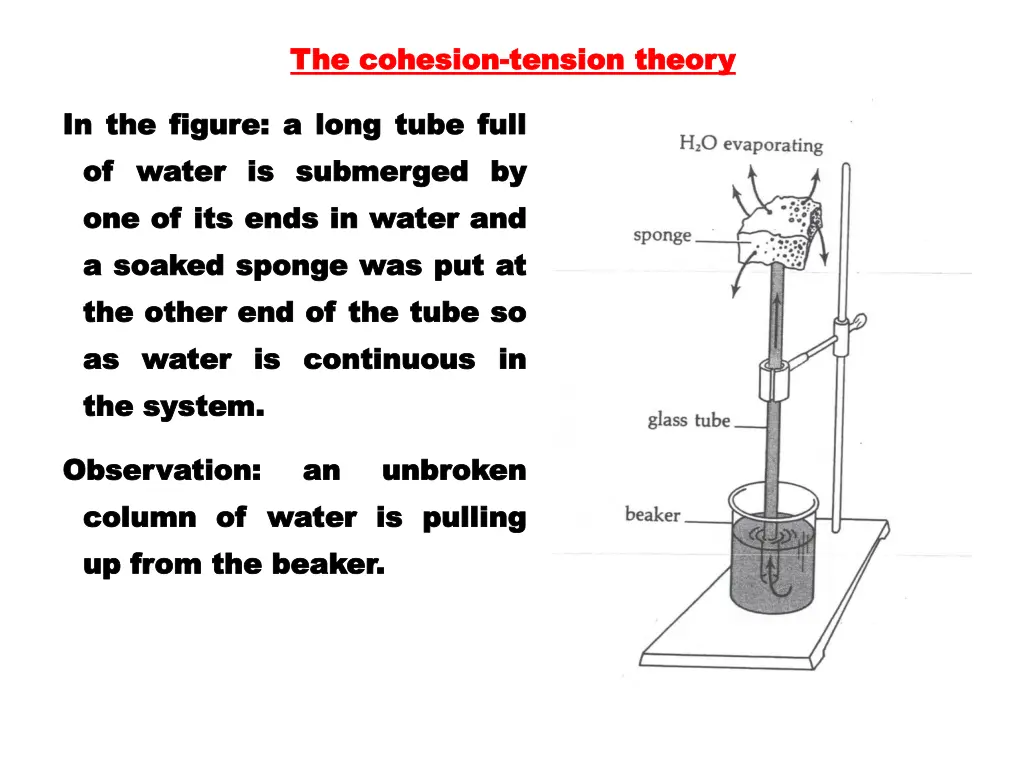 the cohesion the cohesion tension theory tension