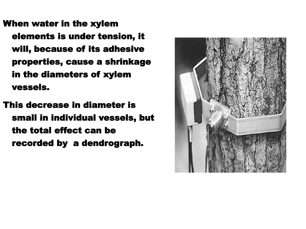 when water in the xylem when water in the xylem