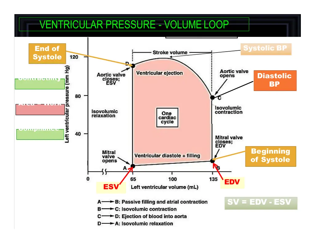 ventricular pressure volumeloop 1