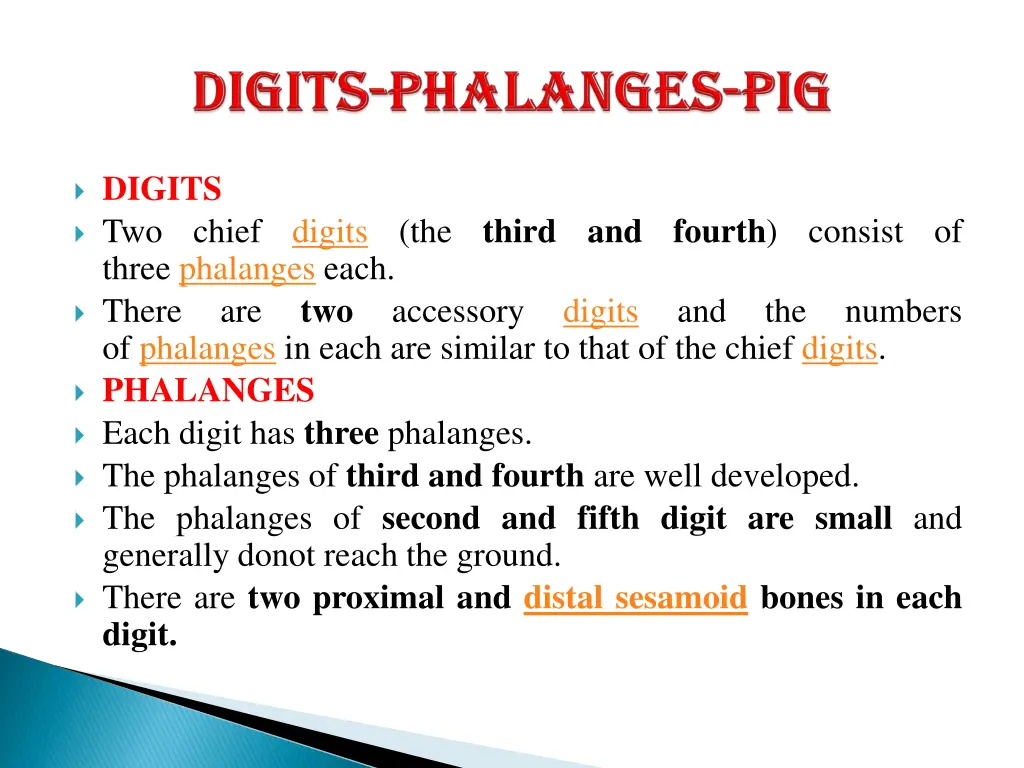 digits two chief digits three phalanges each