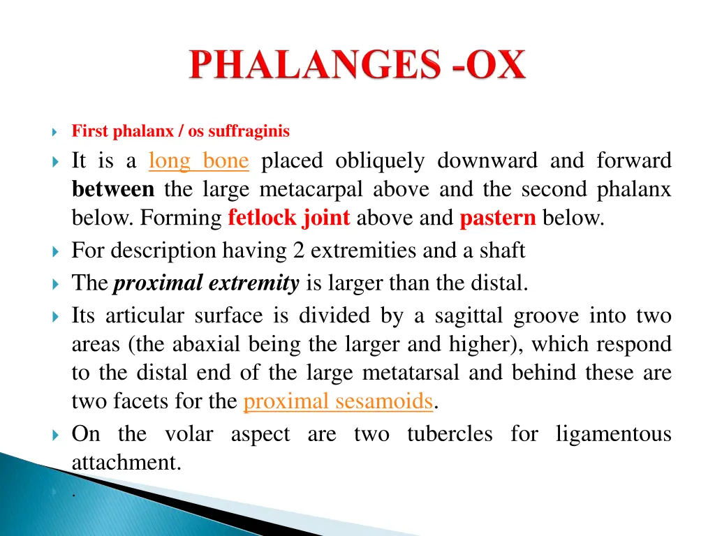 first phalanx os suffraginis it is a long bone