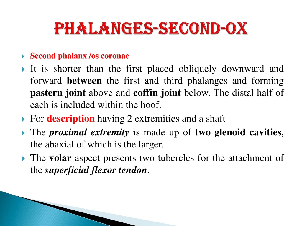 second phalanx os coronae it is shorter than