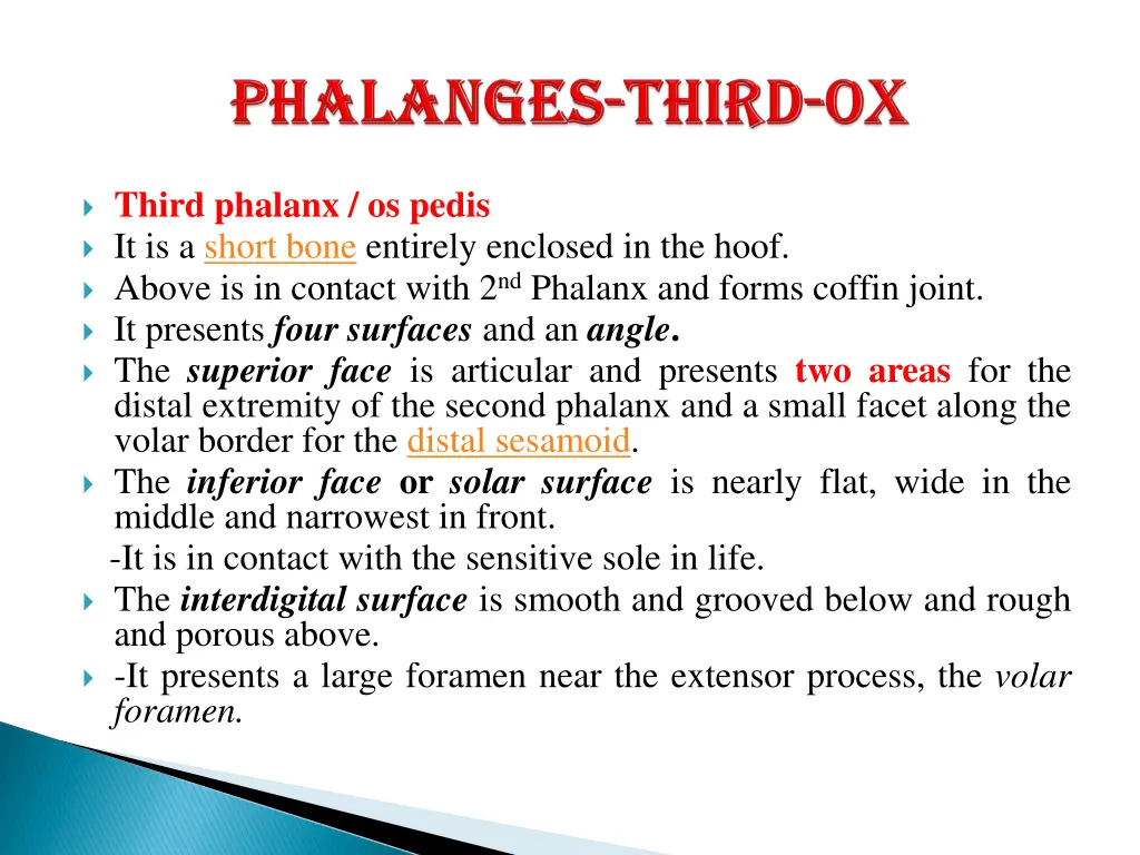 third phalanx os pedis it is a short bone