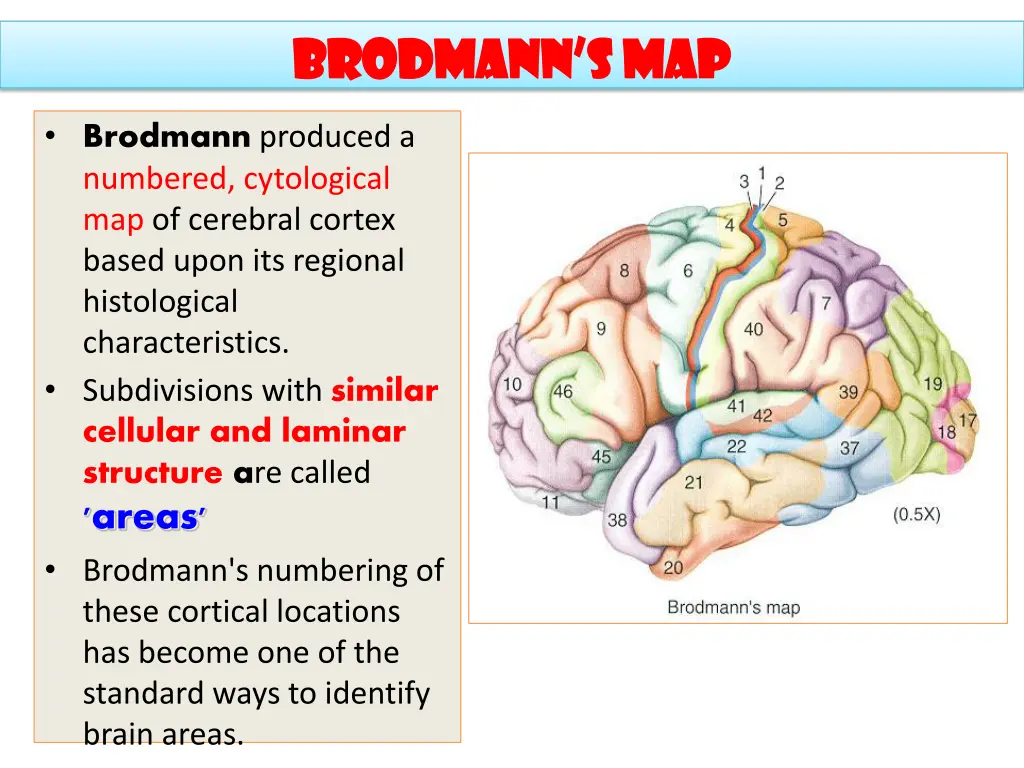 brodmann brodmann s s map