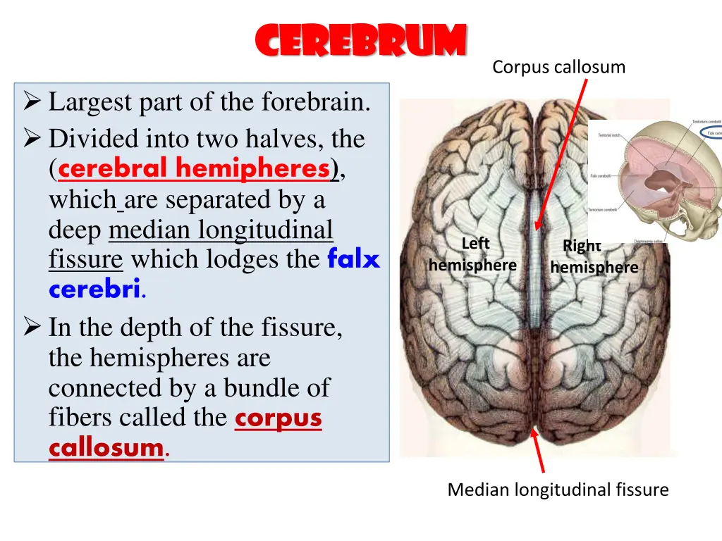 cerebrum cerebrum 1