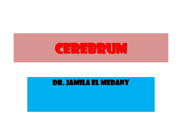 cerebrum cerebrum