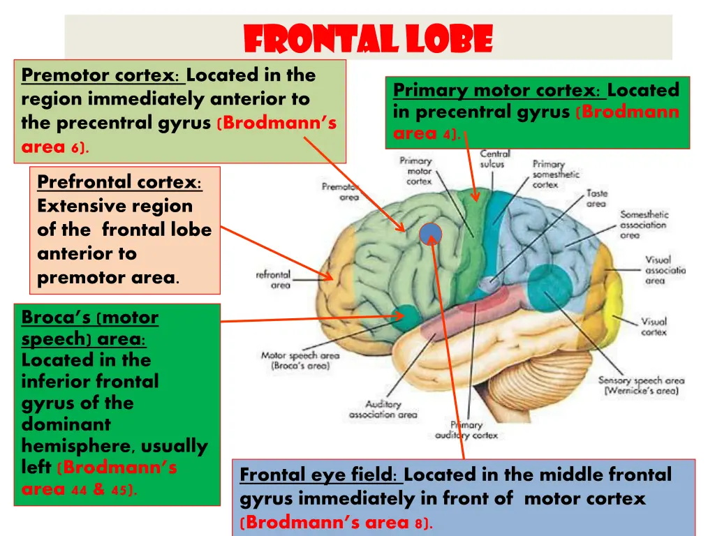 frontal lobe frontal lobe