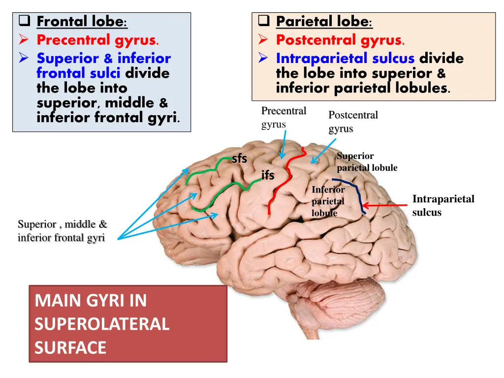 frontal lobe precentral gyrus superior inferior