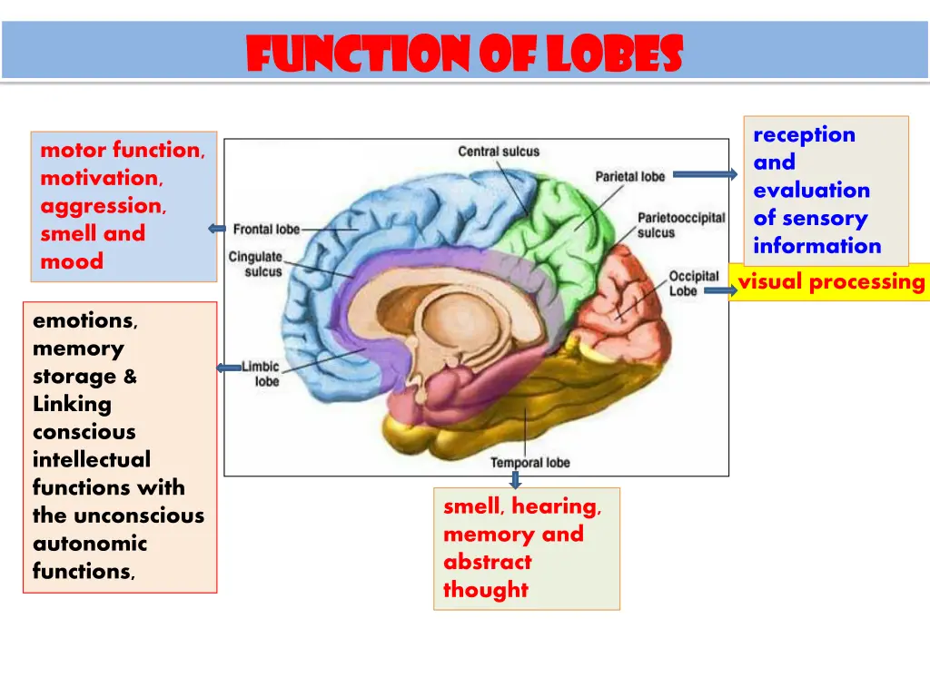 function of lobes function of lobes