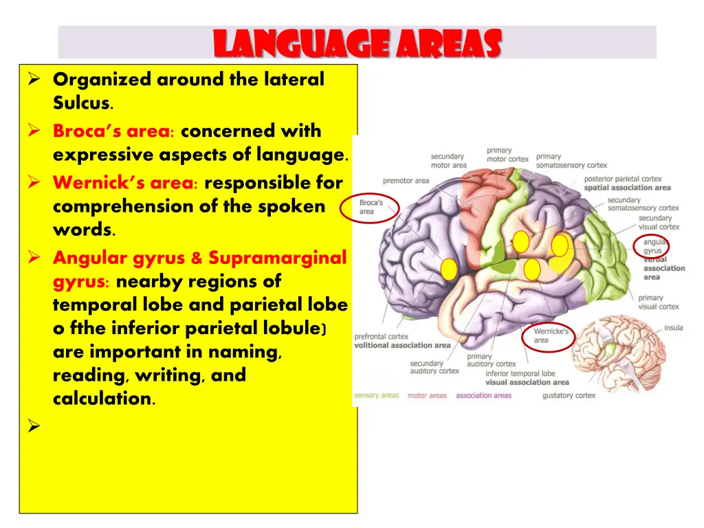 language language areas