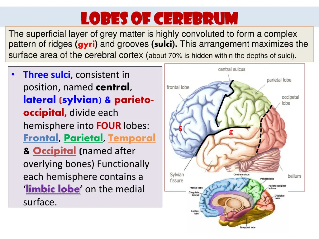 lobes of cerebrum lobes of cerebrum