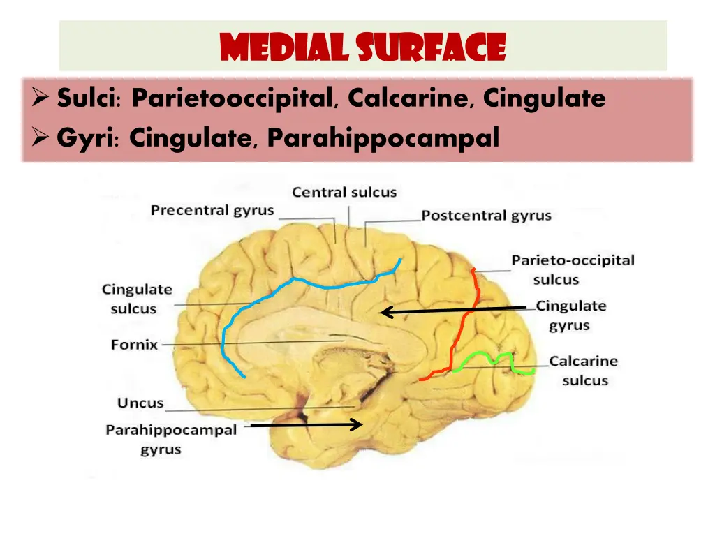 medial surface medial surface