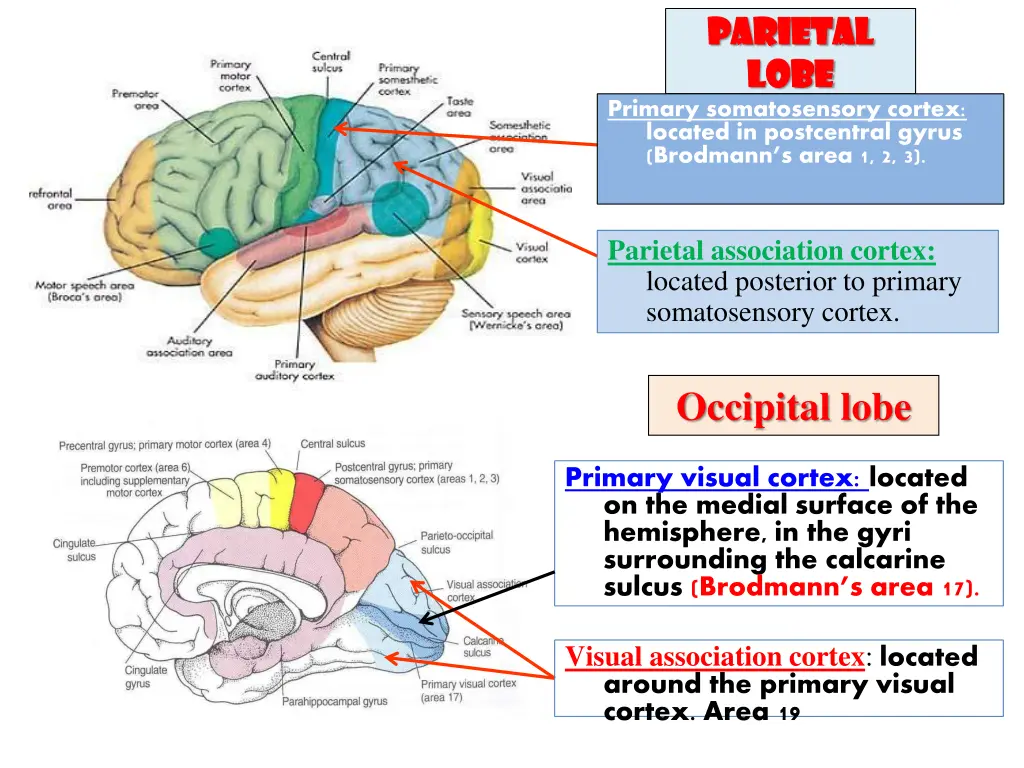 parietal parietal lobe lobe