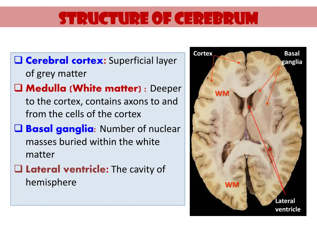 structure of cerebrum structure of cerebrum