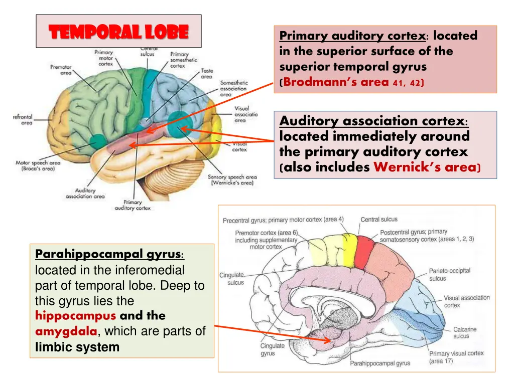 temporal lobe temporal lobe