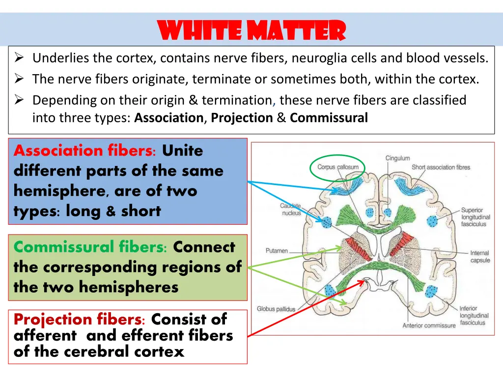 white matter white matter