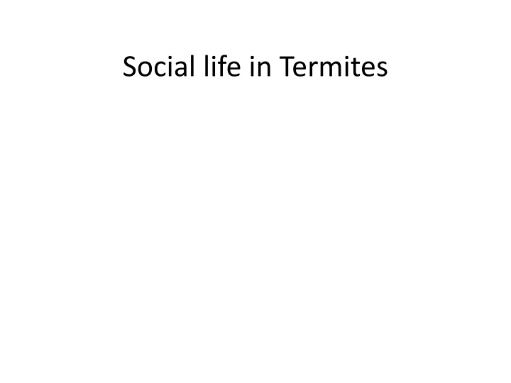 social life in termites