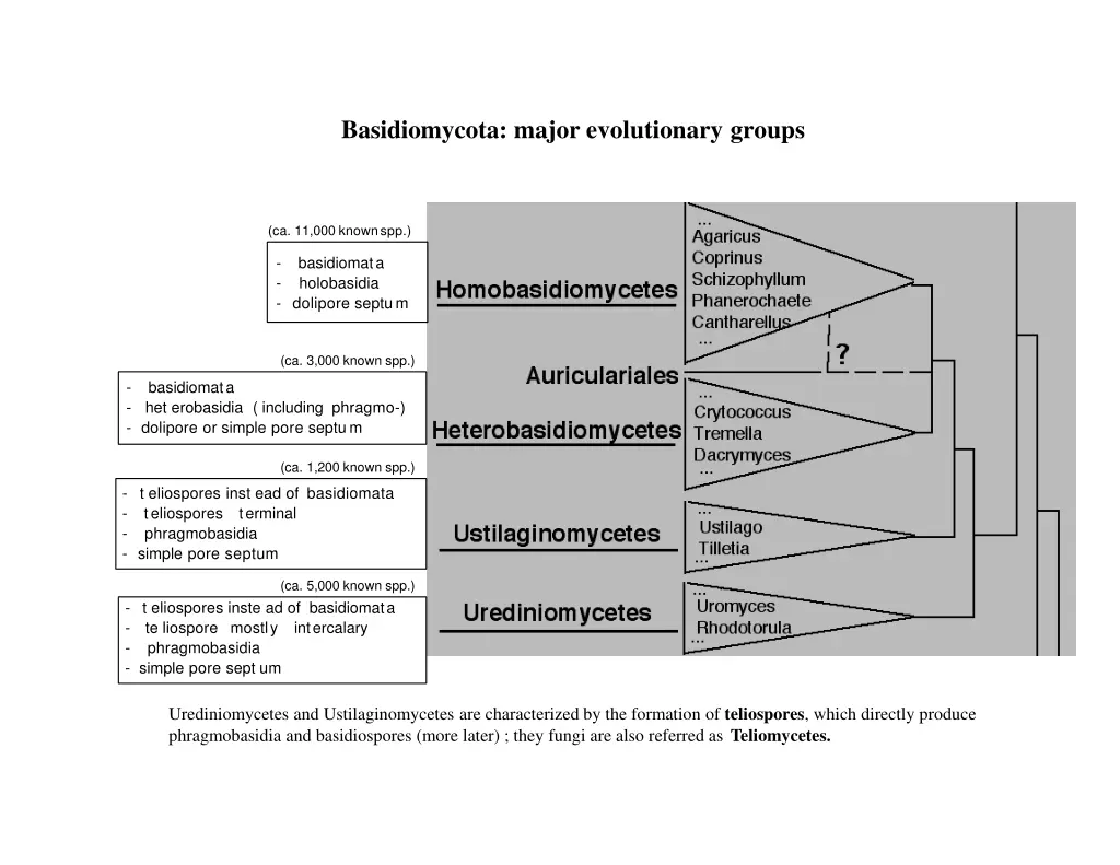 basidiomycota major evolutionary groups 1