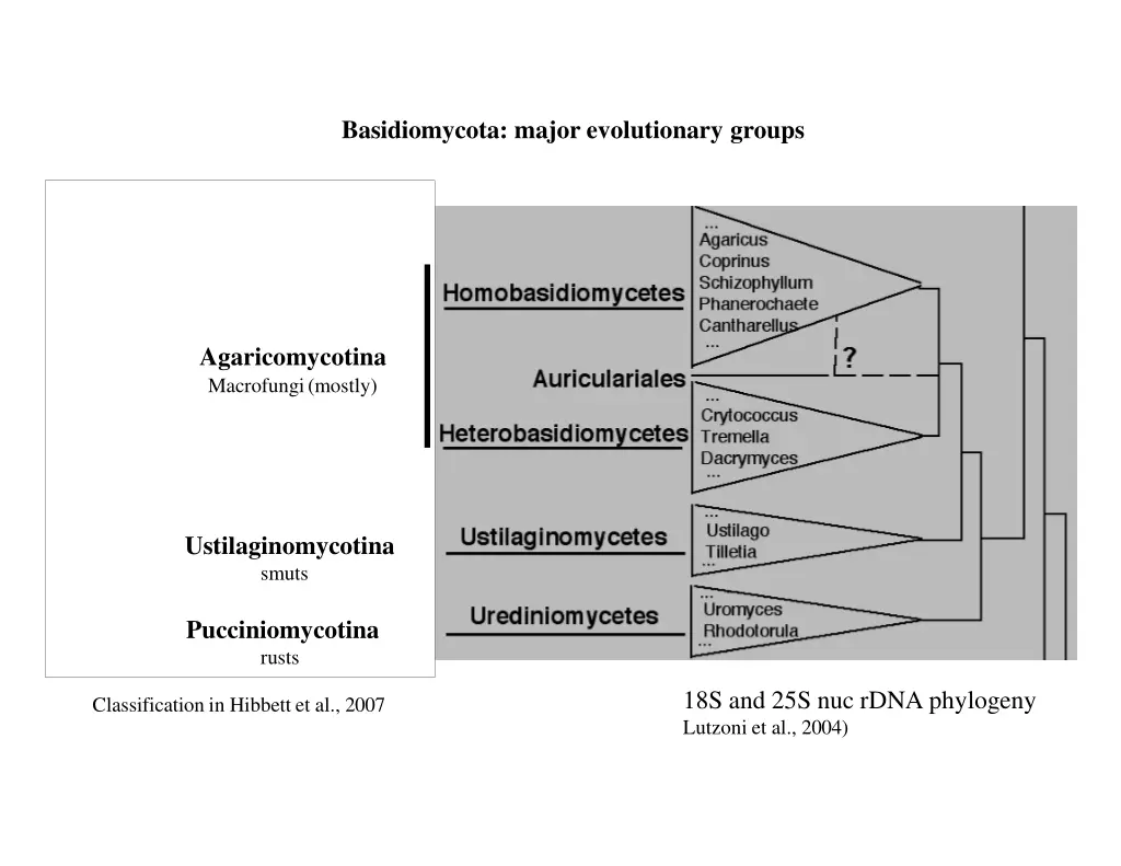 basidiomycota major evolutionary groups