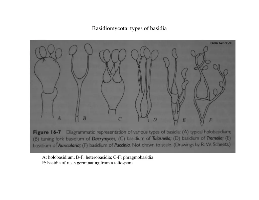 basidiomycota types of basidia