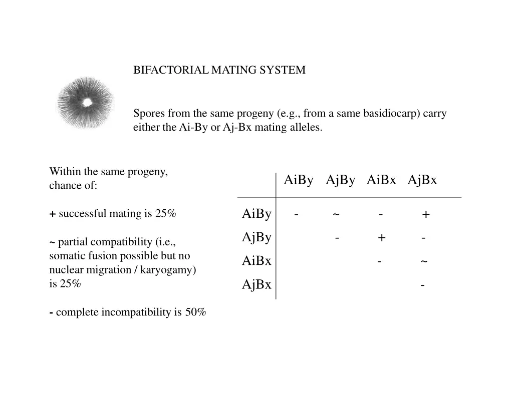 bifactorial mating system