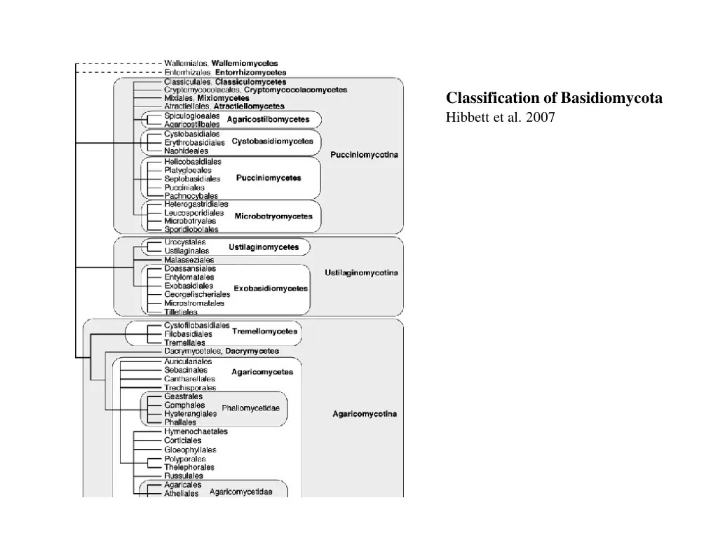 classification of basidiomycota hibbett et al 2007