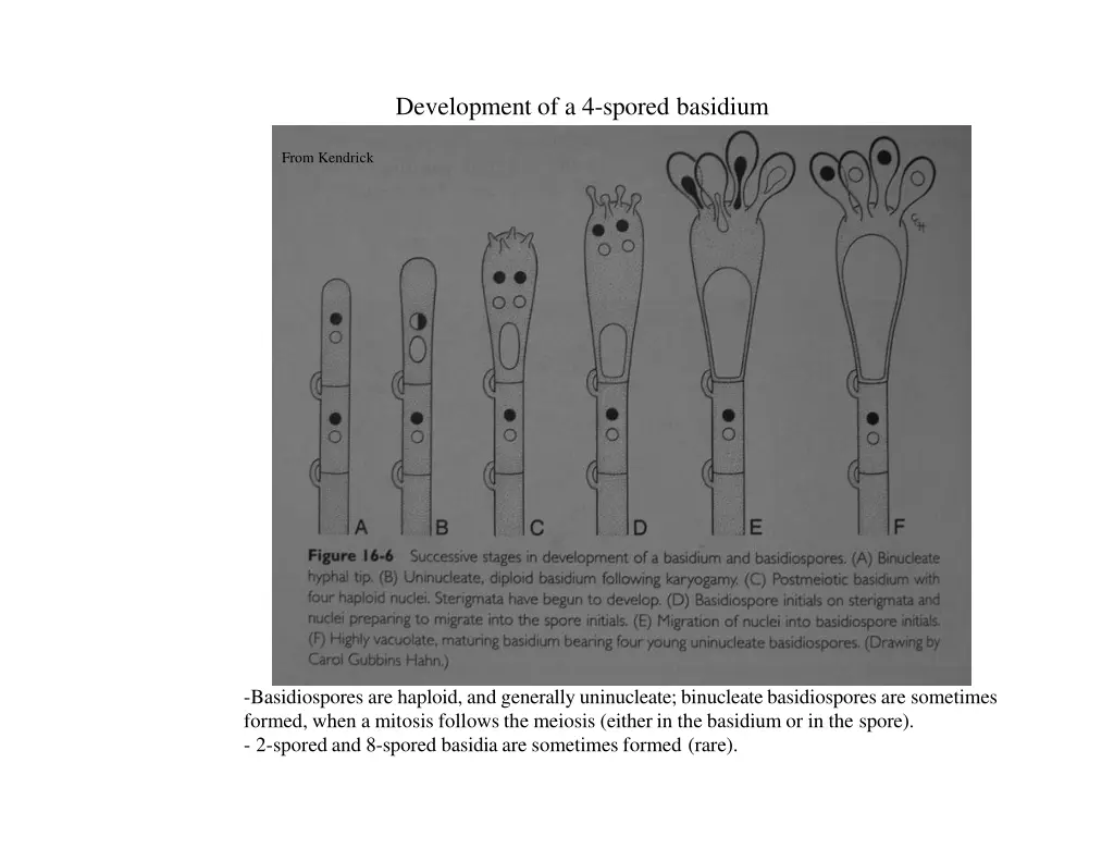 development of a 4 spored basidium