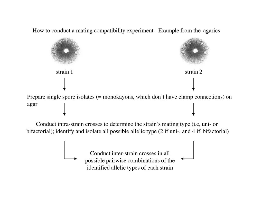 how to conduct a mating compatibility experiment