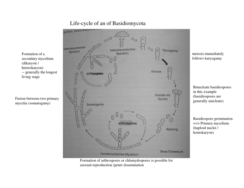 life cycle of an of basidiomycota