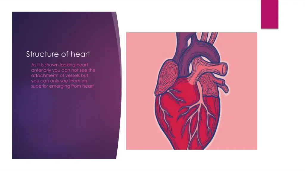 structure of heart