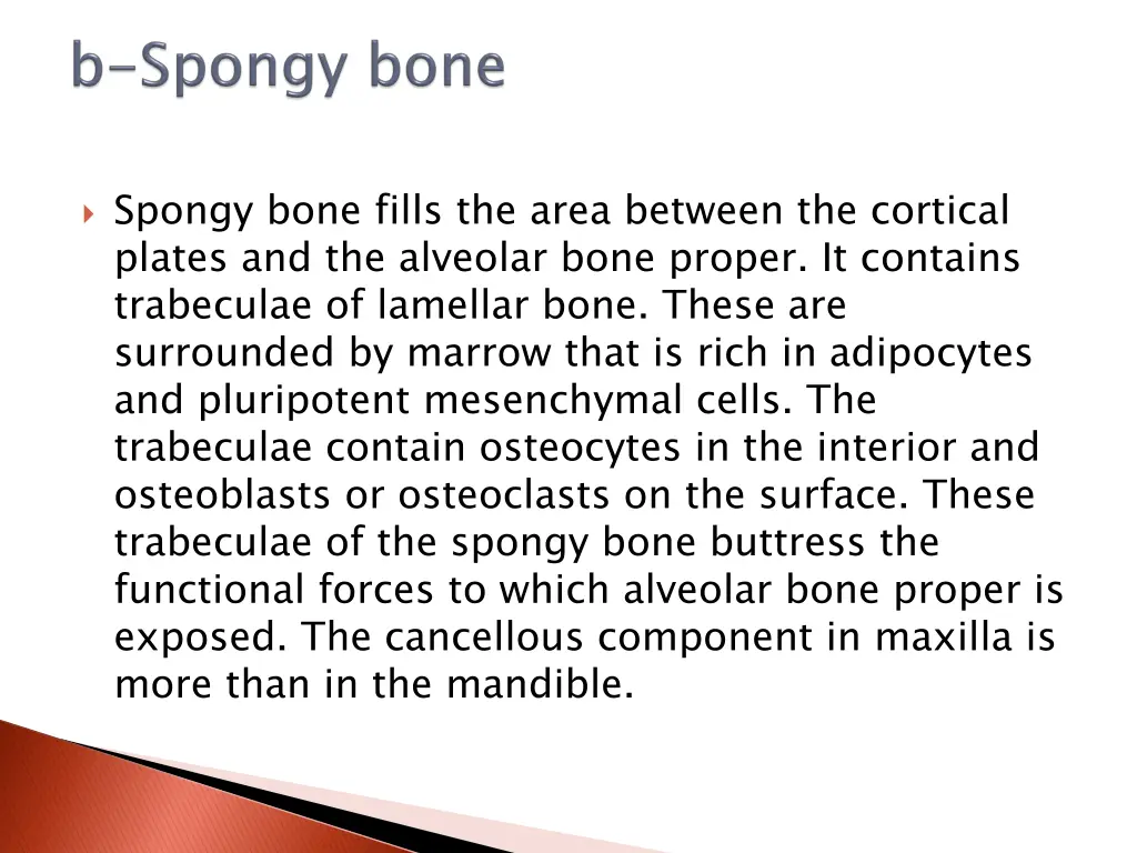 spongy bone fills the area between the cortical