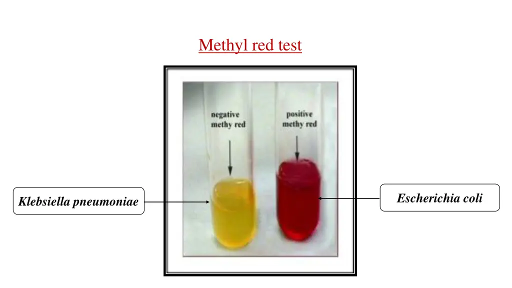 methyl red test