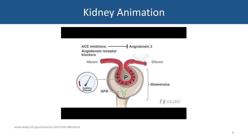 kidney animation 1