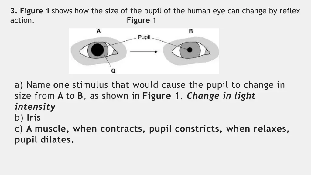 3 figure 1 shows how the size of the pupil 1