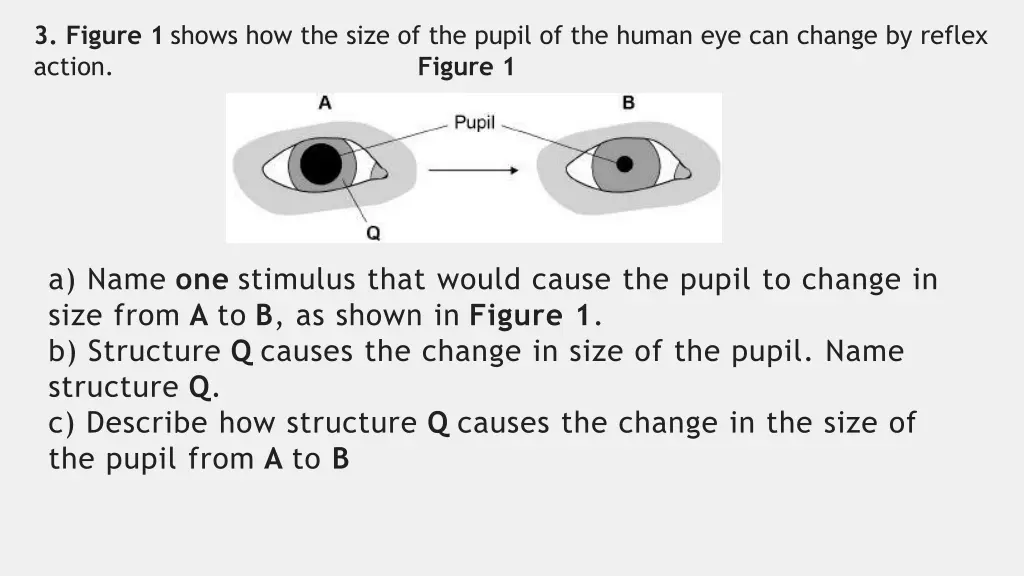 3 figure 1 shows how the size of the pupil