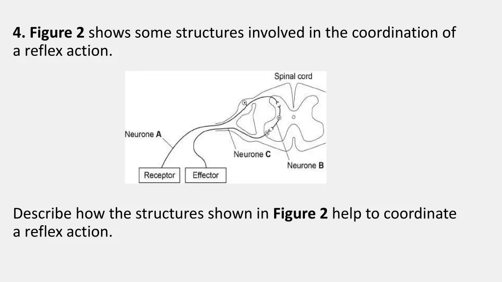 4 figure 2 shows some structures involved