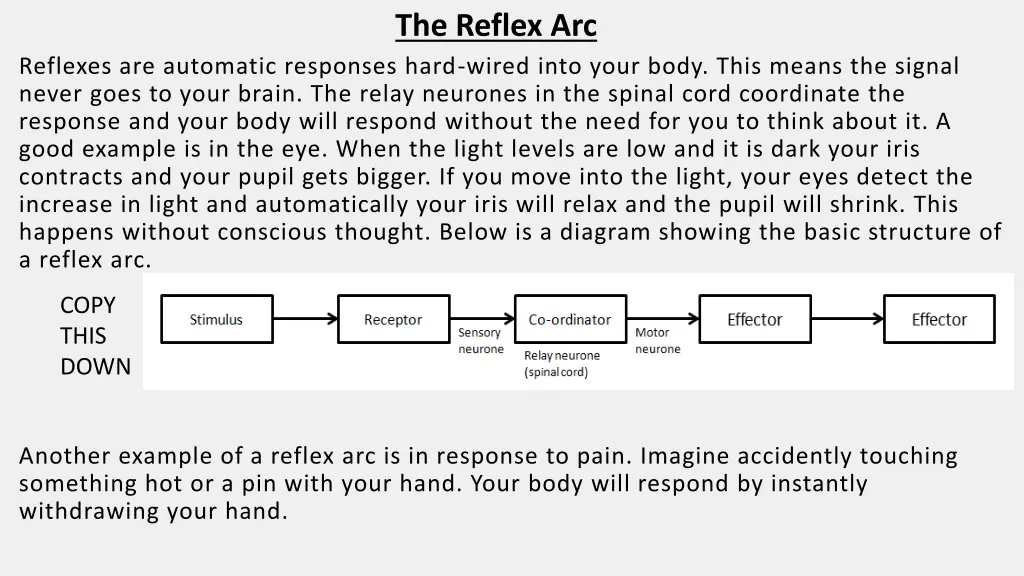 the reflex arc