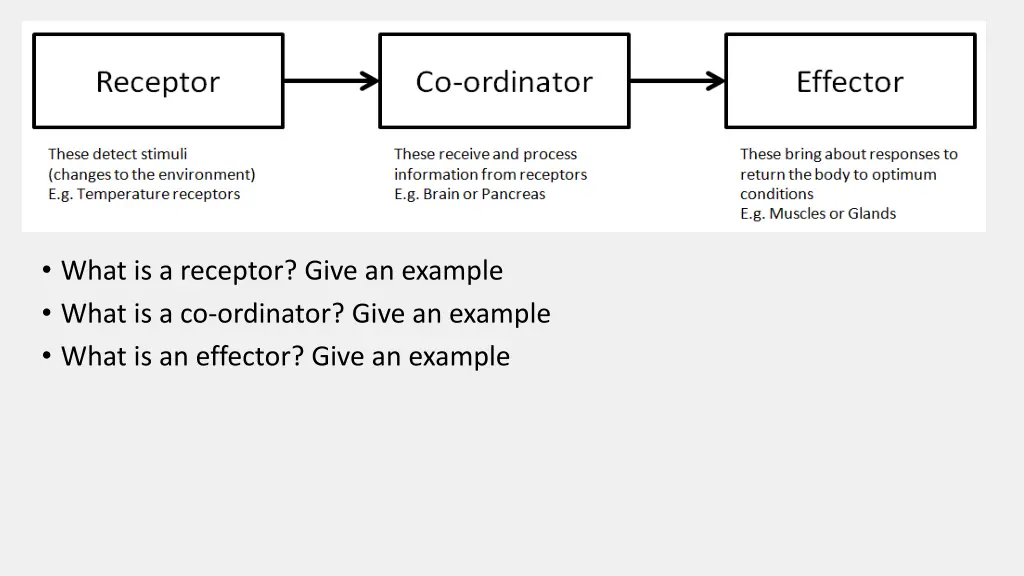 what is a receptor give an example what