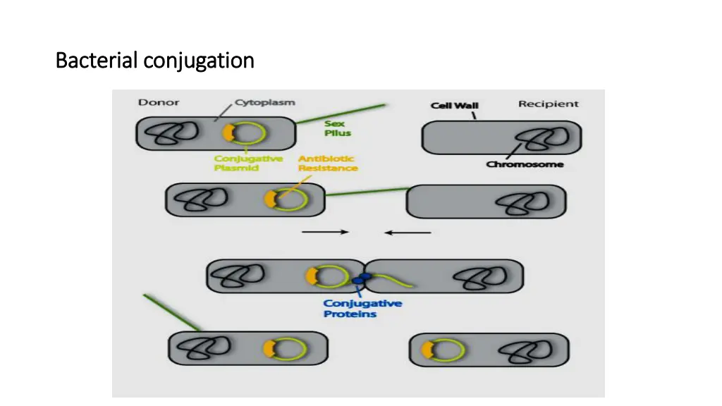 bacterial conjugation bacterial conjugation