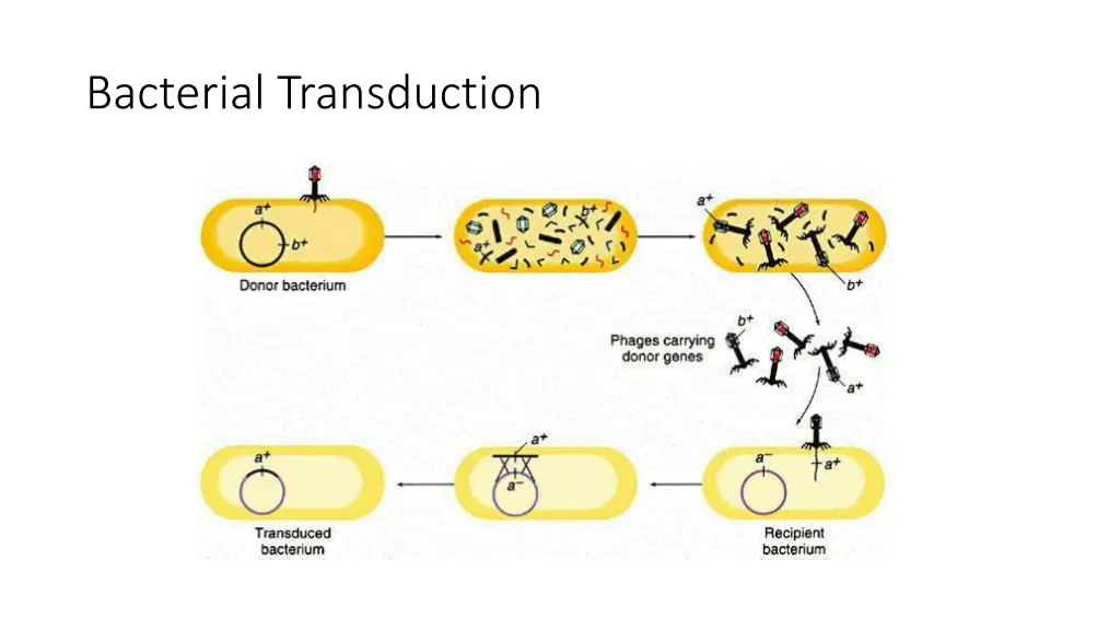 bacterial transduction