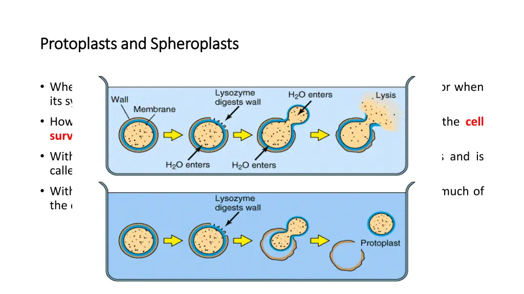 protoplasts and spheroplasts protoplasts