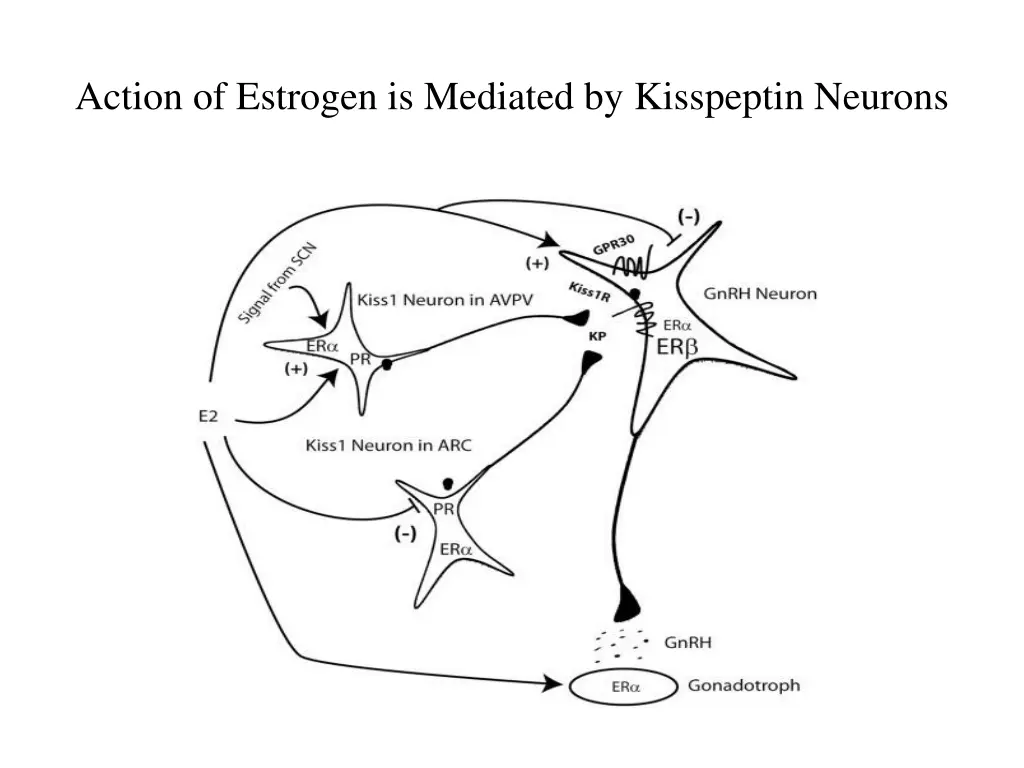 action of estrogen is mediated by kisspeptin