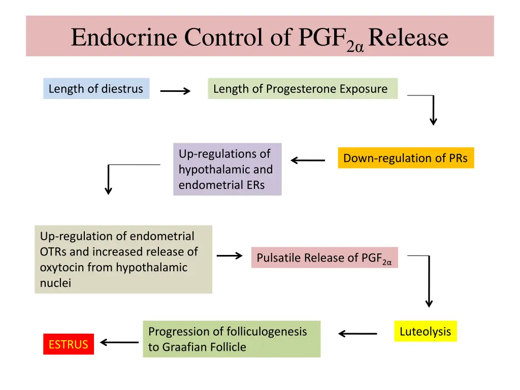 endocrine control of pgf 2 release 2