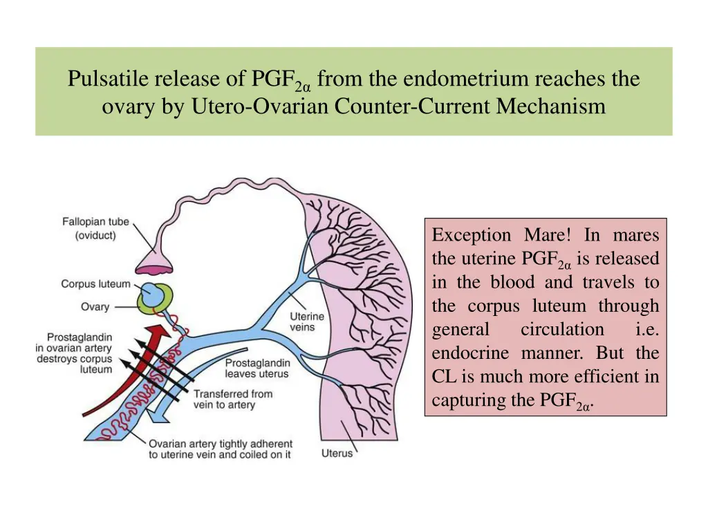 pulsatile release of pgf 2 from the endometrium