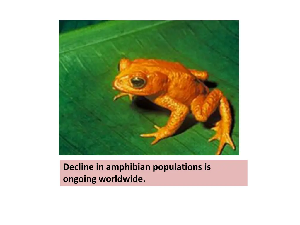 decline in amphibian populations is ongoing