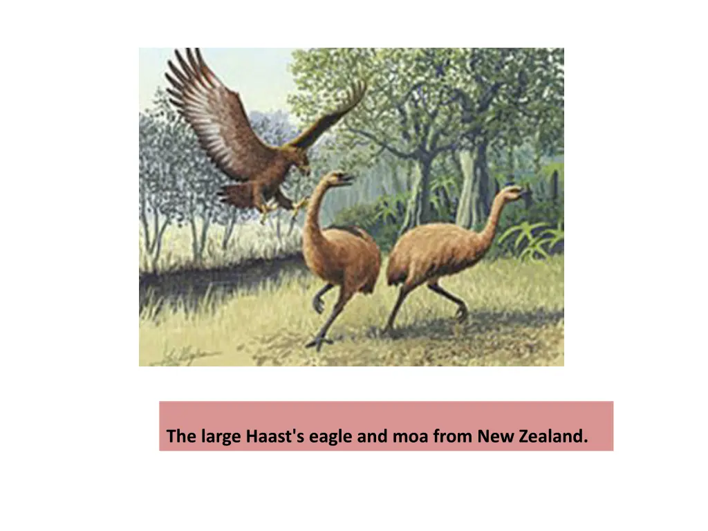 the large haast s eagle and moa from new zealand