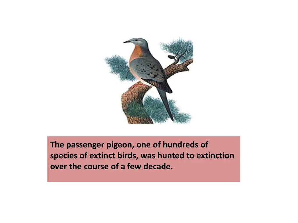 the passenger pigeon one of hundreds of species